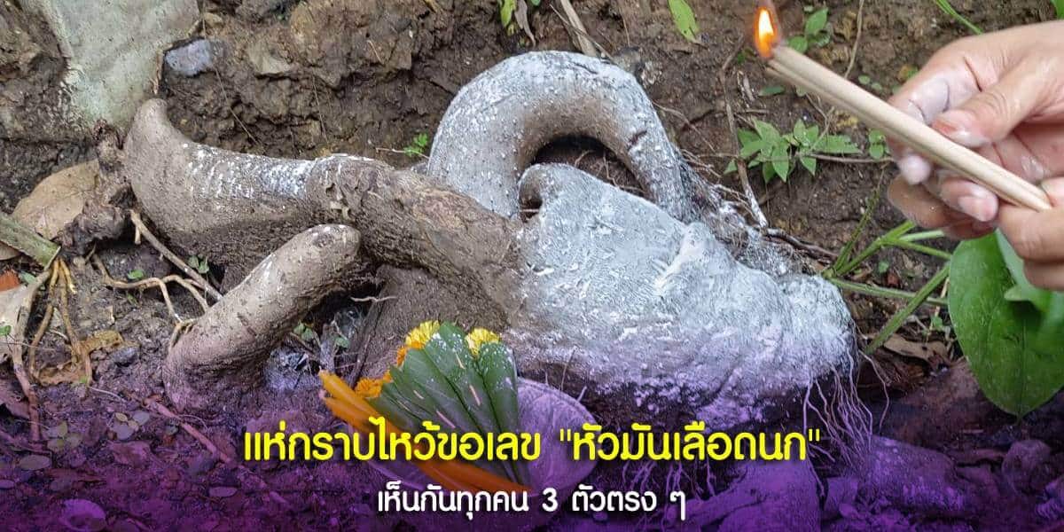แห่กราบไหว้ขอเลขหัวมันเลือดนก